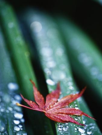 Premium Photographic Print, , small