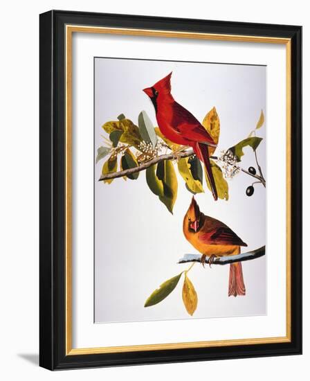 Audubon: Cardinal-John James Audubon-Framed Giclee Print