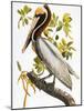 Audubon: Pelican-John James Audubon-Mounted Giclee Print