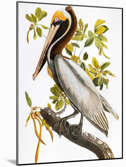 Audubon: Pelican-John James Audubon-Mounted Giclee Print