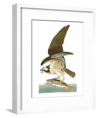 Audubon: Osprey Giclee Print by John James Audubon | Art.com