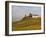 Windmill and Vineyards, Verzenay, Champagne Ardenne, Marne, France-Walter Bibikow-Framed Photographic Print