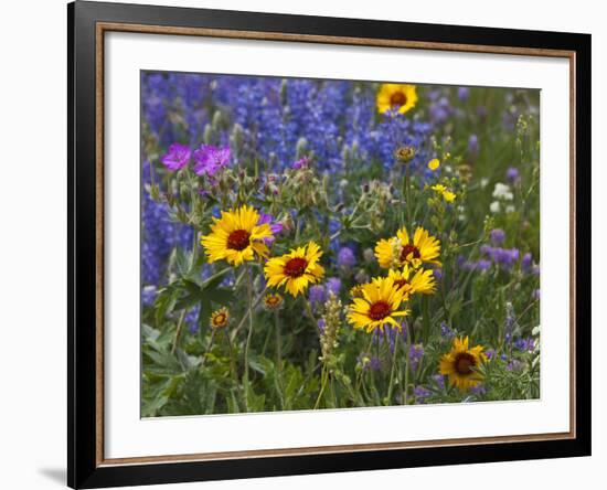 Prairie Wildflowers, Montana, Usa-Chuck Haney-Framed Photographic Print