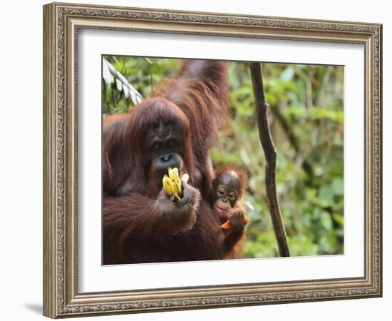 Orangutan (Pongo Borneo), Semenggoh Wildlife Reserve, Sarawak, Borneo, Malaysia-Jochen Schlenker-Framed Photographic Print