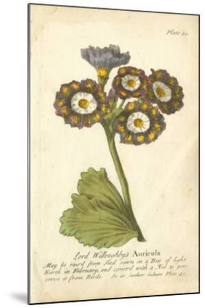 auricula play translation auricula play translation