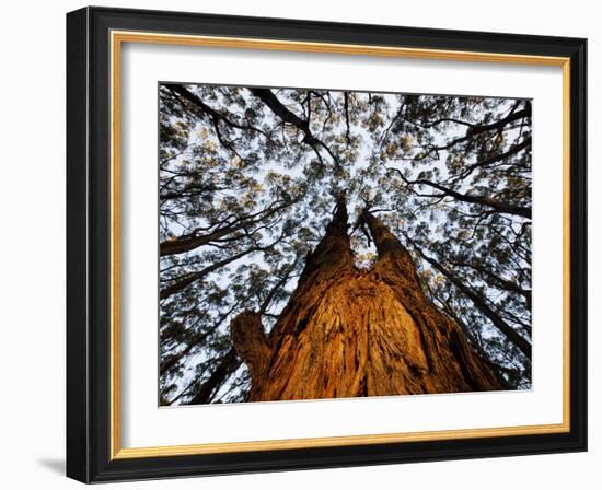 Eucalyptus Forest Canopy Along Great Ocean Road, Great Otway National Park, Victoria, Australia-Paul Souders-Framed Photographic Print