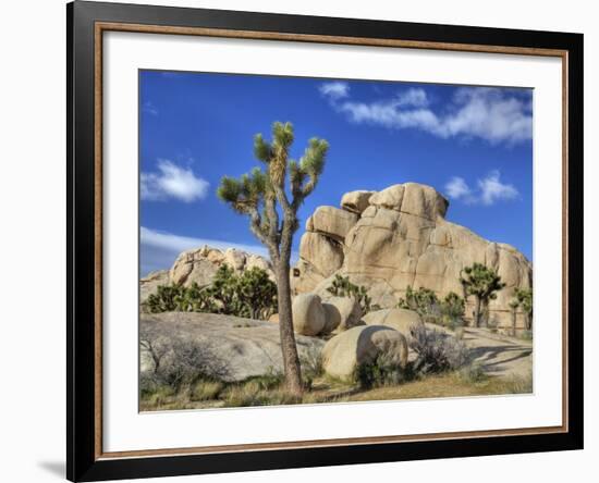 Granite Rock Formation and Joshua Tree, Joshua Tree National Park, California, Usa-Jamie & Judy Wild-Framed Photographic Print