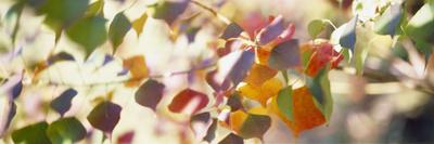 Photographic Print, , small