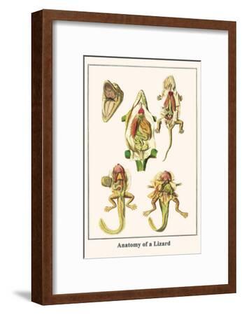 Anatomy Of A Lizard - Anatomy Drawing Diagram