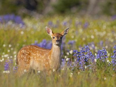 Premium Photographic Print, , small