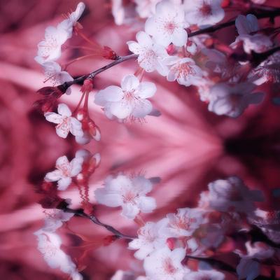 Photographic Print, , small