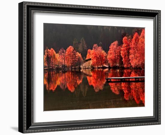 Trees Vs Trees-Philippe Sainte-Laudy-Framed Photographic Print