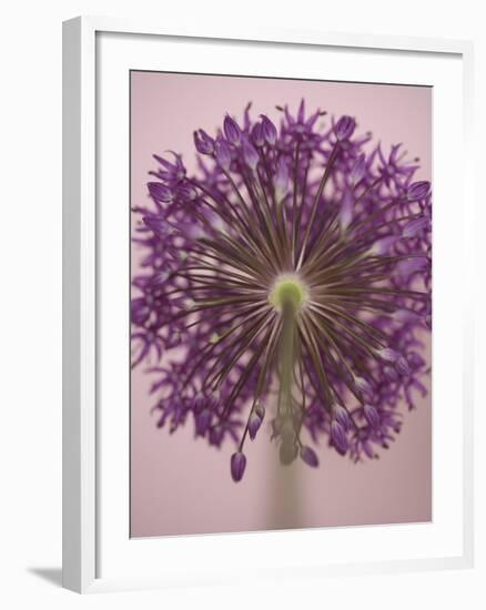 Purple Haze 3-Doug Chinnery-Framed Photographic Print