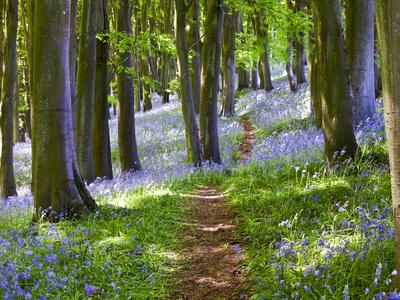 Photographic Print, , small