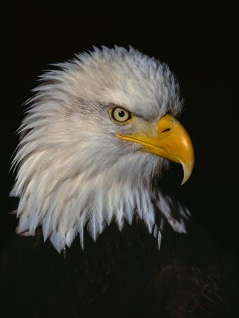 Premium Photographic Print, , small