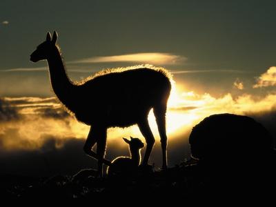 Photographic Print, , small