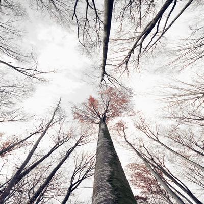 Photographic Print, , small