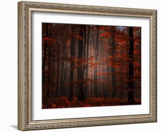 Spiritual Wood-Philippe Sainte-Laudy-Framed Photographic Print