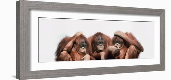 Close-Up of Three Orangutans-null-Framed Photographic Print