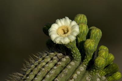 Premium Photographic Print, , small