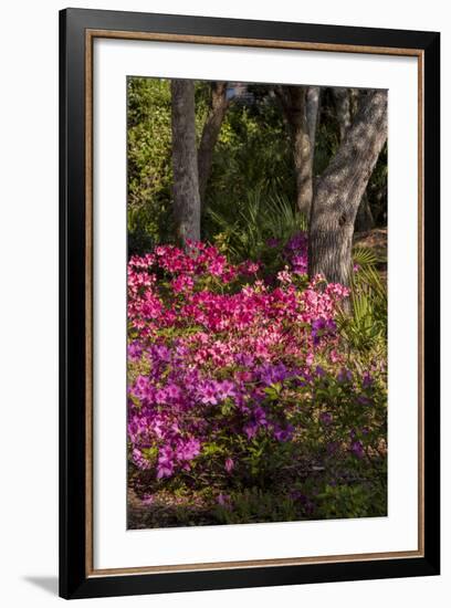 Azalea Flowers, Edgewater Landings, Florida, USA-Lisa S. Engelbrecht-Framed Photographic Print