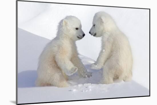 Dueling Polar Bear Cubs-Howard Ruby-Mounted Photographic Print