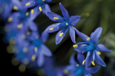Premium Photographic Print, , small