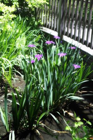 Premium Photographic Print, , small
