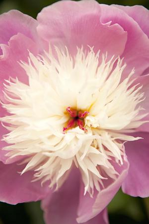 Premium Photographic Print, , small
