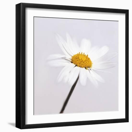 Marguerite Daisy-Cristina-Framed Premium Photographic Print