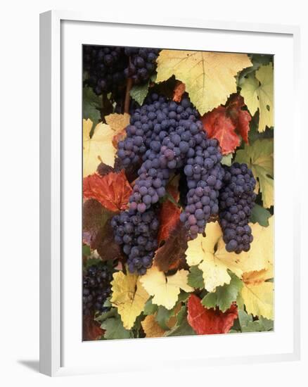 Pinot Noir Grape, Close-Up, Willamette Valley, Oregon, USA-Stuart Westmorland-Framed Photographic Print