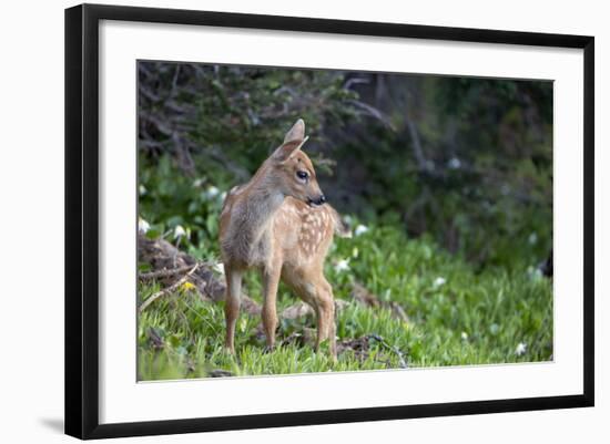 Blacktail Deer Fawn in Meadow, Olympic NP, Washington, USA-Gary Luhm-Framed Photographic Print