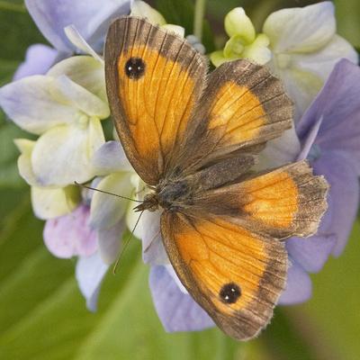 Photographic Print, , small