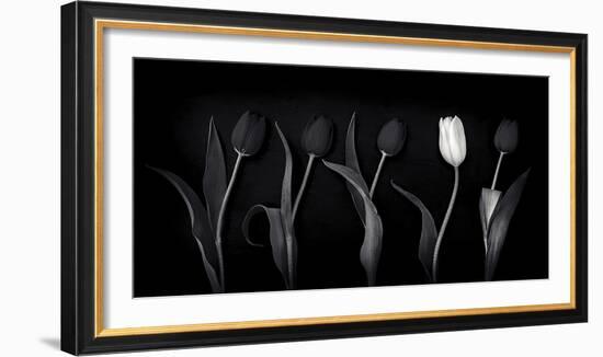 Dare to Be Different-Doug Chinnery-Framed Photographic Print