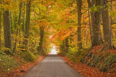 Photographic Print, , small