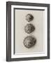 Seashells-Graeme Harris-Framed Photographic Print