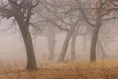 Premium Photographic Print, , small