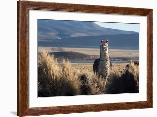 A Portrait of a Large Llama in Sajama National Park, Bolivia-Alex Saberi-Framed Photographic Print