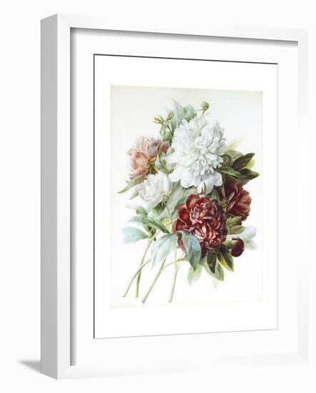 A Bouquet of Red, Pink and White Peonies-Pierre-Joseph Redouté-Framed Giclee Print