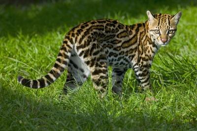 Premium Photographic Print, , small