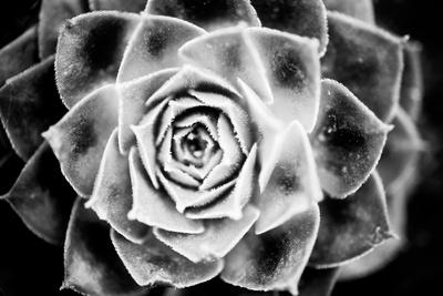 Premium Photographic Print, , small