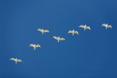 Premium Photographic Print, , small