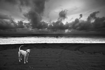 Premium Photographic Print, , small