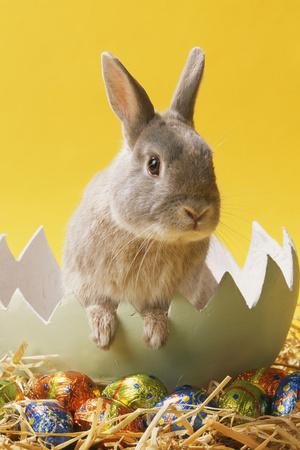 Premium Photographic Print, , small