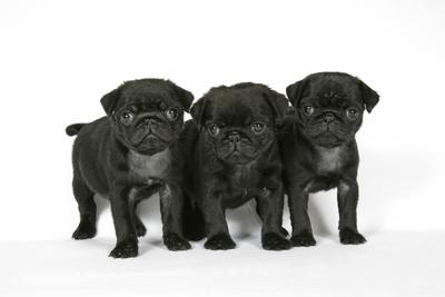 Premium Photographic Print, , small