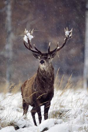 Premium Photographic Print, , small