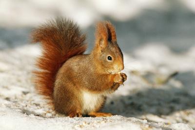Premium Photographic Print, , small