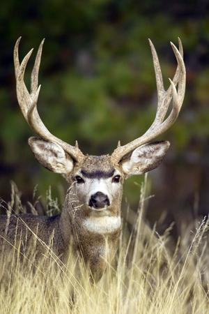 Premium Photographic Print, , small