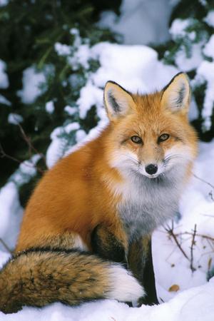 Premium Photographic Print, , small