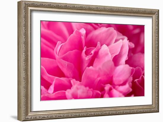 Peony Fragrance-Philippe Sainte-Laudy-Framed Photographic Print